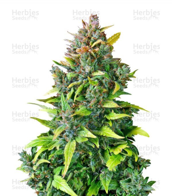 CBD Auto 20:1 semillas de marihuana de Fast Buds