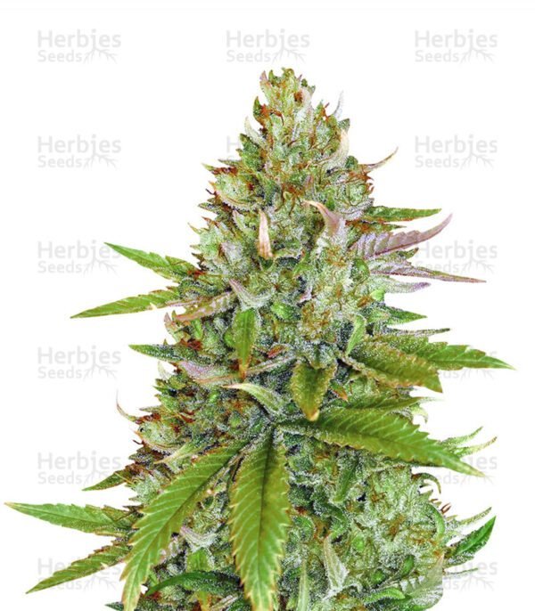 Semillas de marihuana Sweet Pure Auto CBD de Sweet Seeds