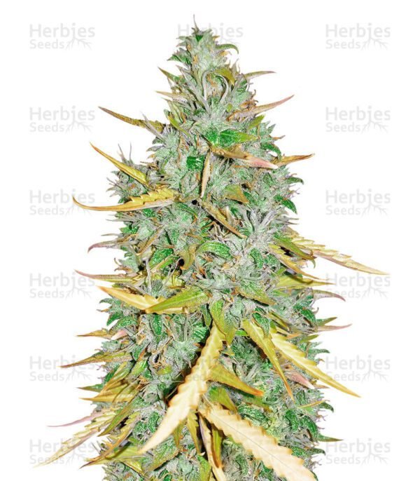 Semillas de marihuana Amnesia CBD Pure Auto de Humboldt Seeds