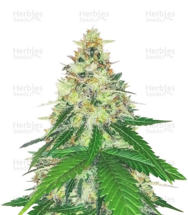 Semillas de marihuana Apple Betty de Herbies Seeds