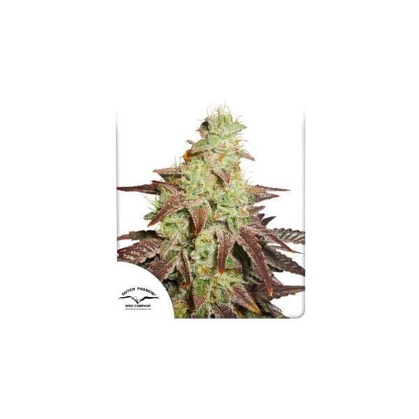 Semillas de marihuana Auto Night Queen de Dutch Passion