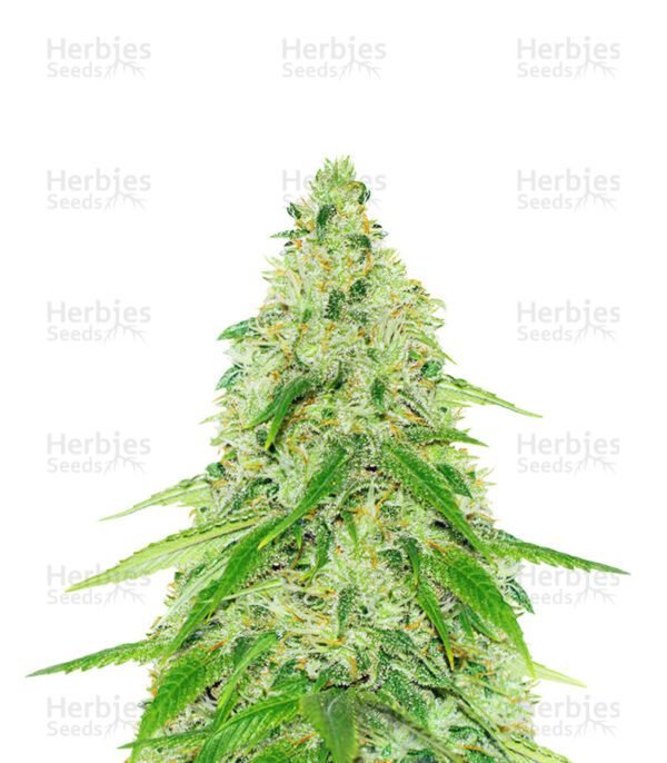 Semillas de marihuana Black Beauty CBD de Kera Seeds