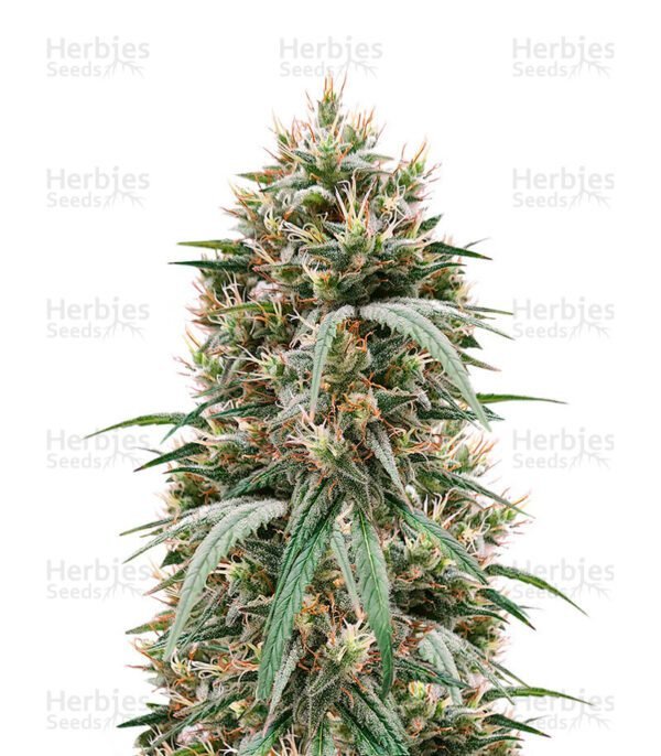 Semillas de marihuana Blueberry Hill de Herbies Seeds