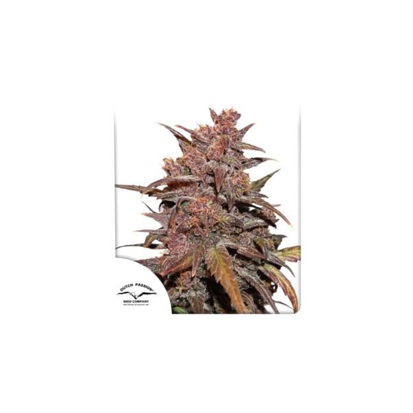 CBD Auto Blackberry Kush semillas de marihuana de Dutch Passion