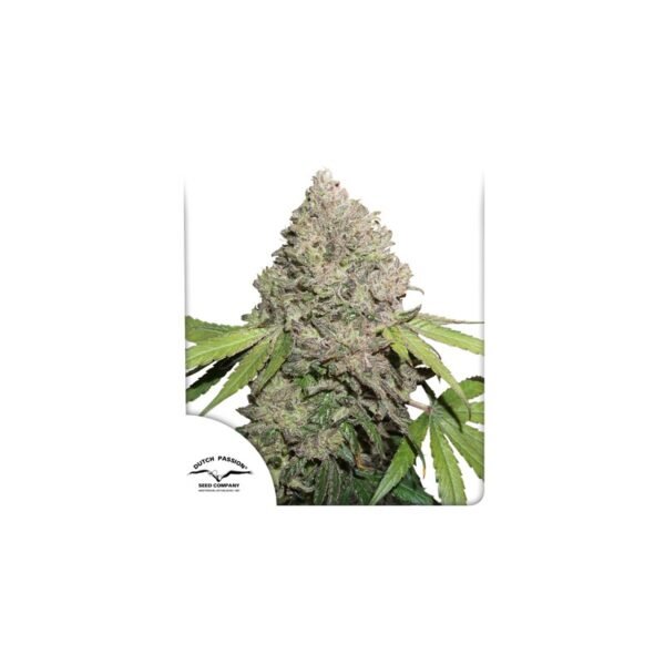 CBD Auto Charlotte's Angel Semillas de marihuana de Dutch Passion