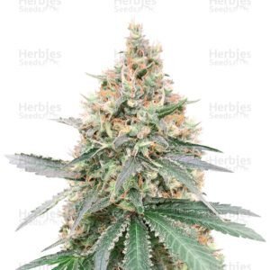 Semillas de marihuana CBD Northern Lights de Seedstockers