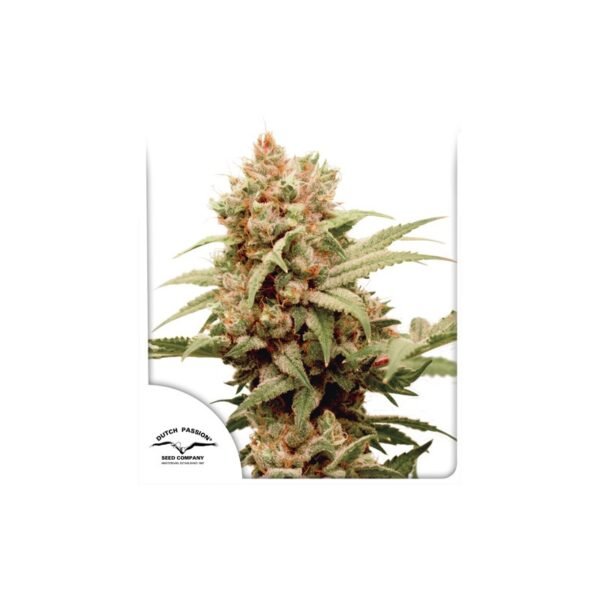 CBG-Force semillas de cannabis de Dutch Passion