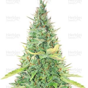 Critical XXL Auto semillas de cannabis de Herbies Seeds