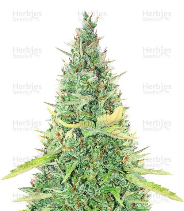 Critical XXL Auto semillas de cannabis de Herbies Seeds