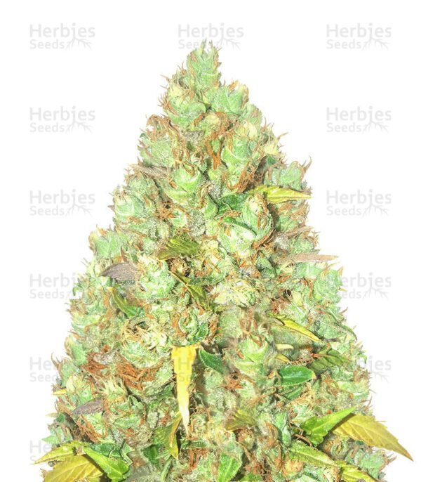 Critical XXL semillas de cannabis de Herbies Seeds