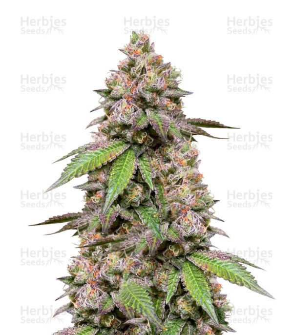 DDoS #33 semillas de marihuana de Herbies Seeds