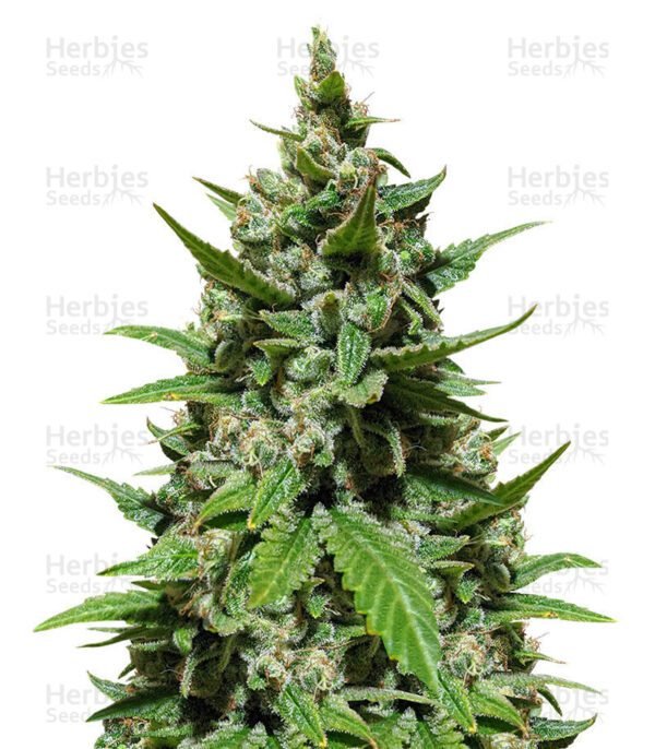 Gelato Auto semillas de cannabis de Herbies Seeds