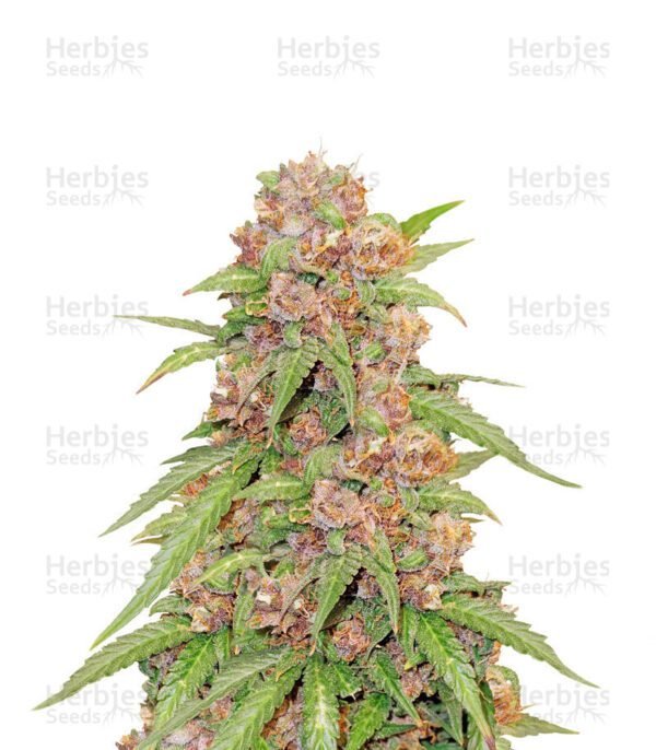 Godzilla Cookies Auto semillas de marihuana de Herbies Seeds