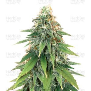 Godzilla Glue #4 semillas de marihuana de Herbies Seeds