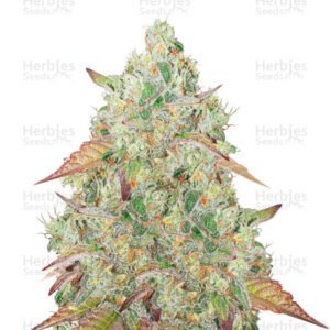 Grandmommy Purple semillas de cannabis de Herbies Seeds