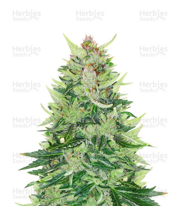 CBD Lemon Auto Semillas de marihuana de Herbies Seeds