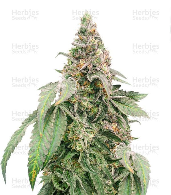 Semillas de marihuana Mimosa Shot de Herbies Seeds