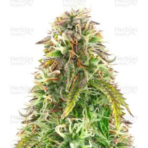 Northern Lights Auto semillas de cannabis hy Herbies Seeds