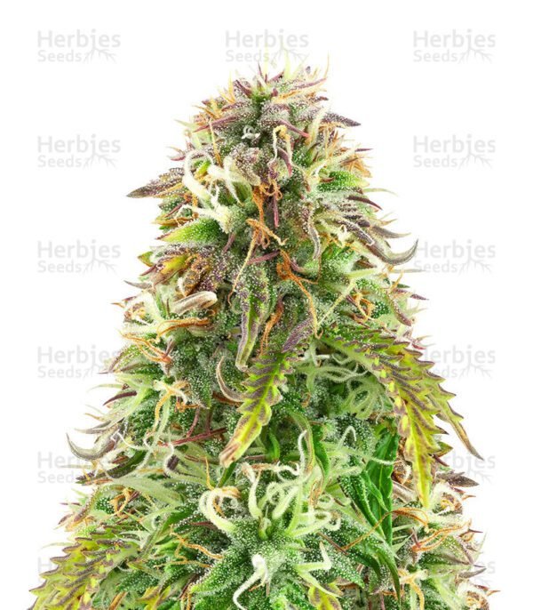 Northern Lights Auto semillas de cannabis hy Herbies Seeds