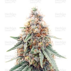 Northern Lights semillas de marihuana de Herbies Seeds