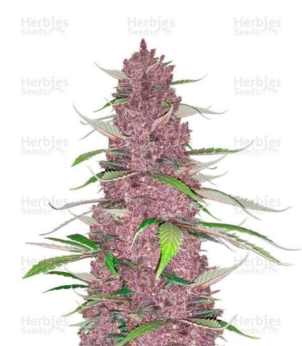 Purple Juice Auto semillas de marihuana de Herbies Seeds