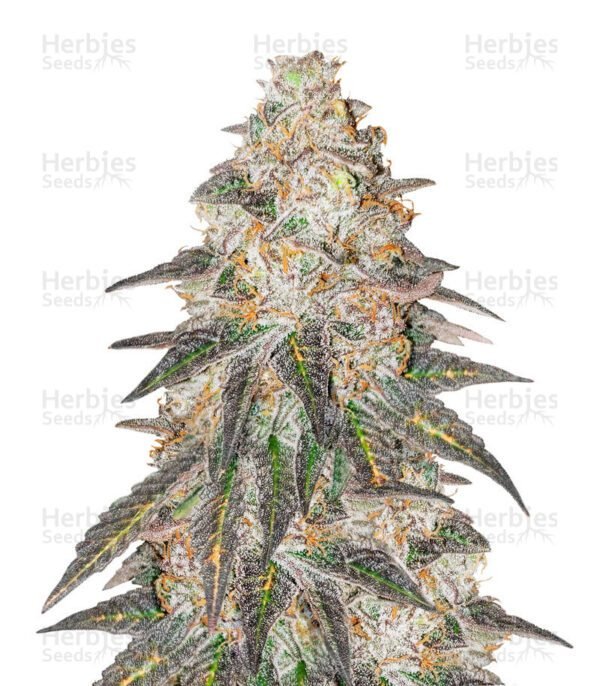 Runtz Punch semillas de marihuana de Herbies Seeds