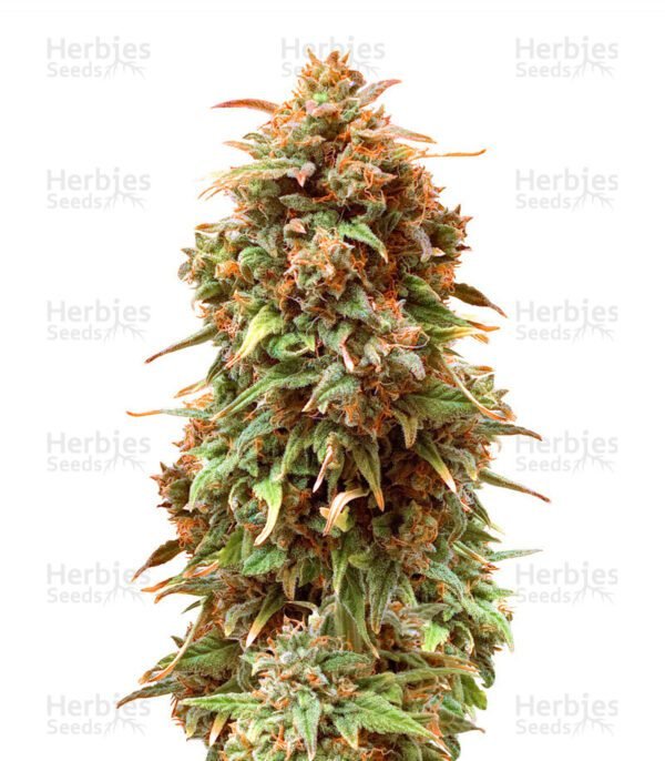 Semillas de marihuana Solomatic CBD de Royal Queen Seeds