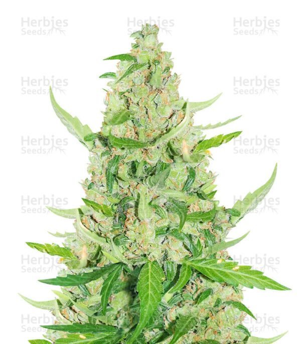 Sour Diesel Auto semillas de marihuana de Herbies Seeds