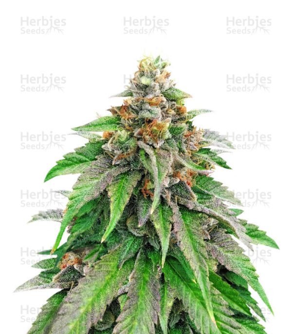 Semillas de marihuana Strawberry Amnesia de Herbies Seeds