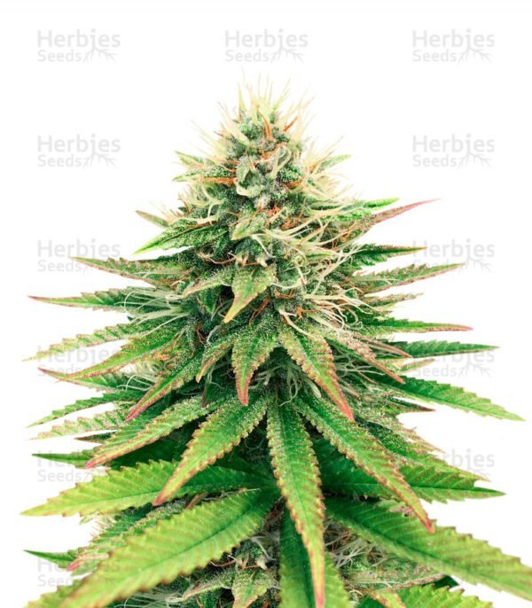 Semillas de marihuana Tatanka Pure CBD de Royal Queen Seeds