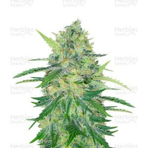 Za-Za OG semillas de marihuana de Herbies Seeds