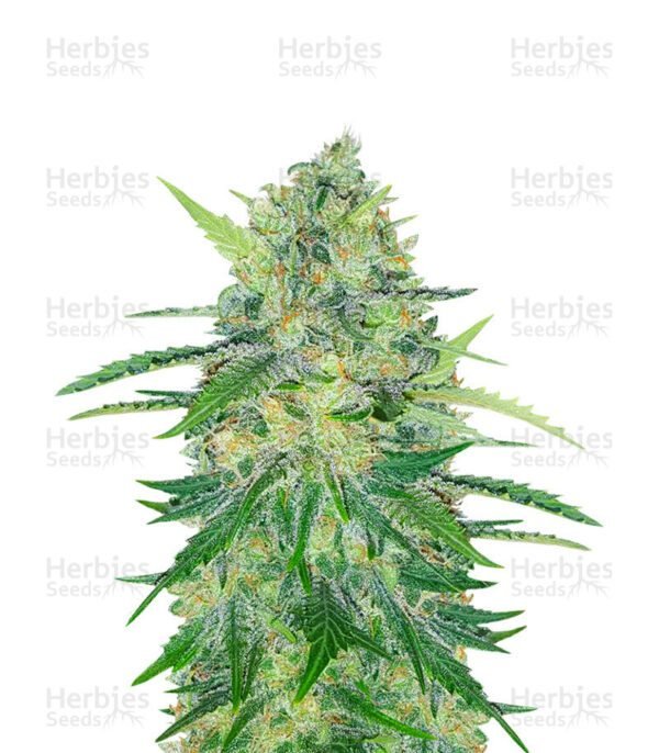 Za-Za OG semillas de marihuana de Herbies Seeds