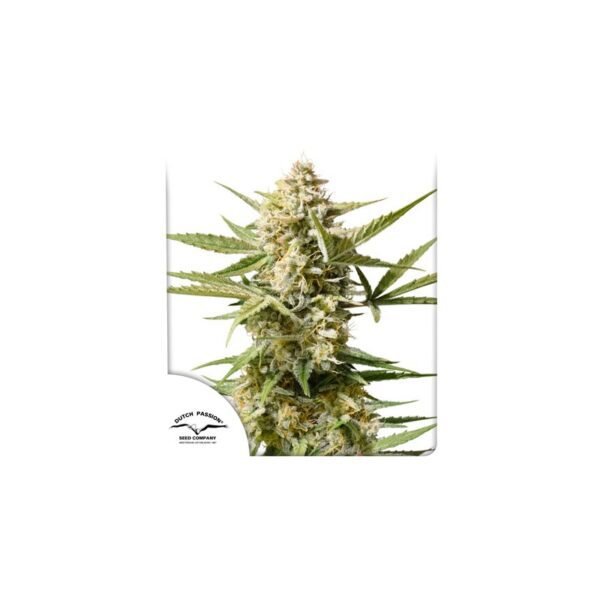 Auto Cinderella Jack semillas de cannabis de Dutch Passion