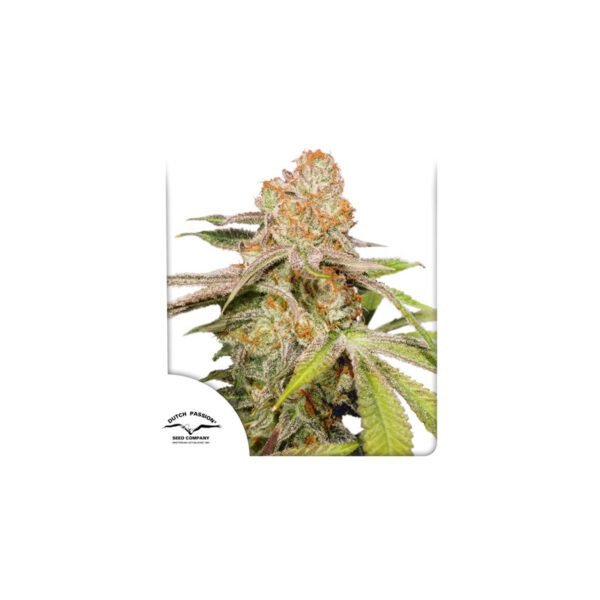 Auto MAC #1 semillas de cannabis de Dutch Passion