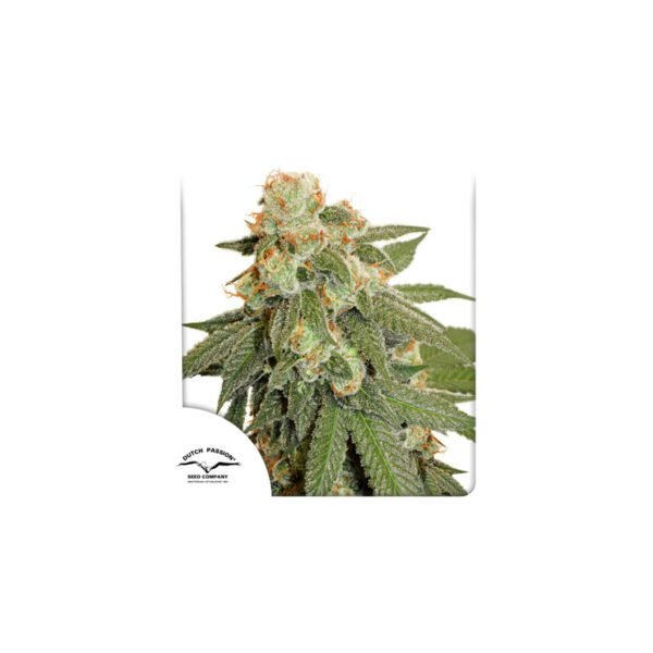 Semillas de marihuana Auto Orange Bud de Dutch Passion