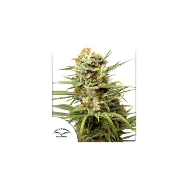 Auto White Widow semillas de cannabis por Dutch Passion