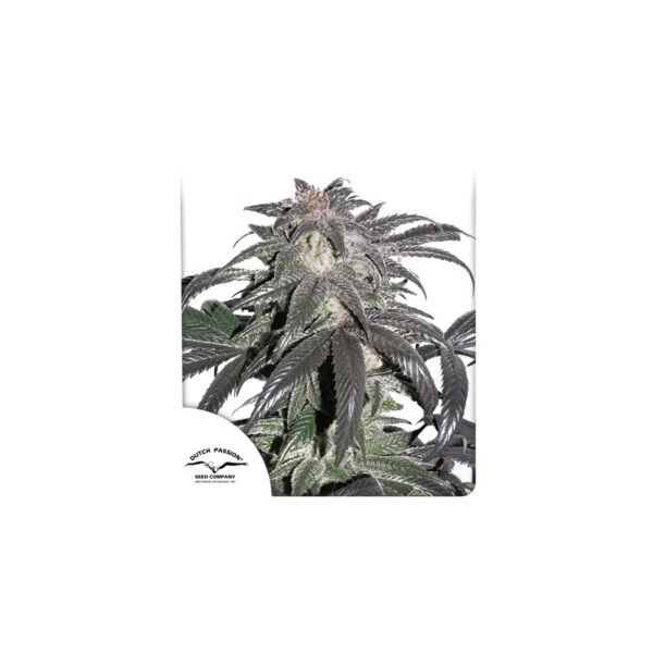 Semillas de marihuana Bubba Island Kush de Dutch Passion