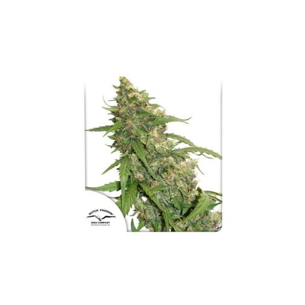 CBD Auto Compassion Lime semillas de marihuana dy Dutch Passion