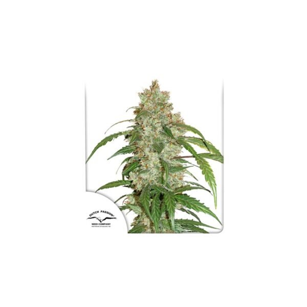 CBD Auto White Widow semillas de marihuana de Dutch Passion