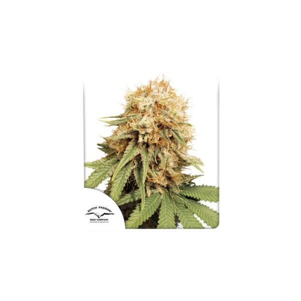 Semillas de marihuana White Widow de Dutch Passion