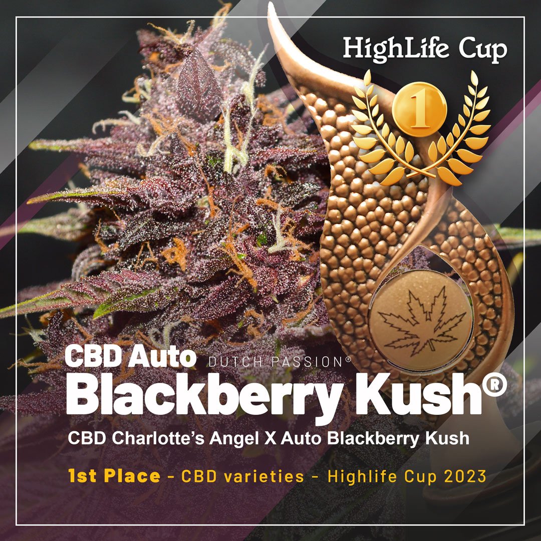 CBD Auto Blackberry Kush - 1er Lugar en la Categoría CBD