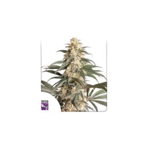 Semillas de marihuana Black Lebanon de Super Sativa Seed Club - Dutch Passion