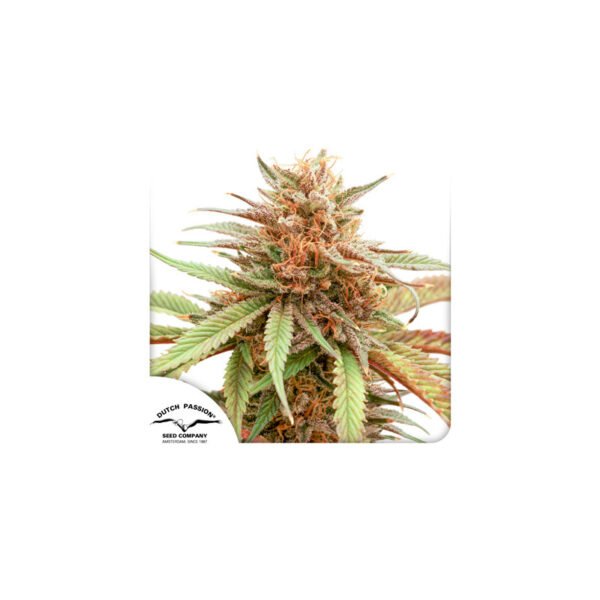 Durban Dew semillas de cannabis de Dutch Passion