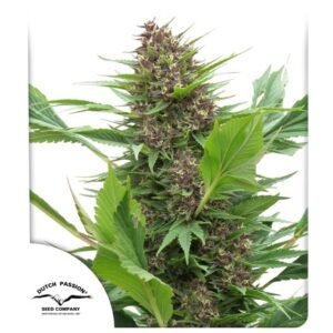 Semillas de marihuana Frisian Duck de Dutch Passion