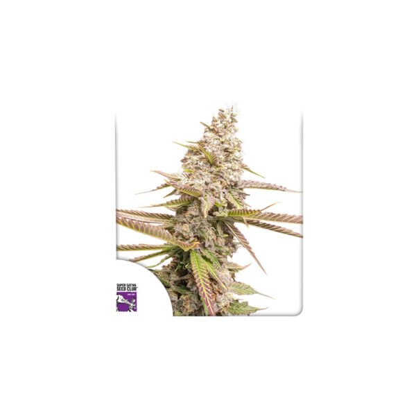 Semillas de marihuana Strawberry Cookies de Super Sativa Seed Club - Dutch Passion