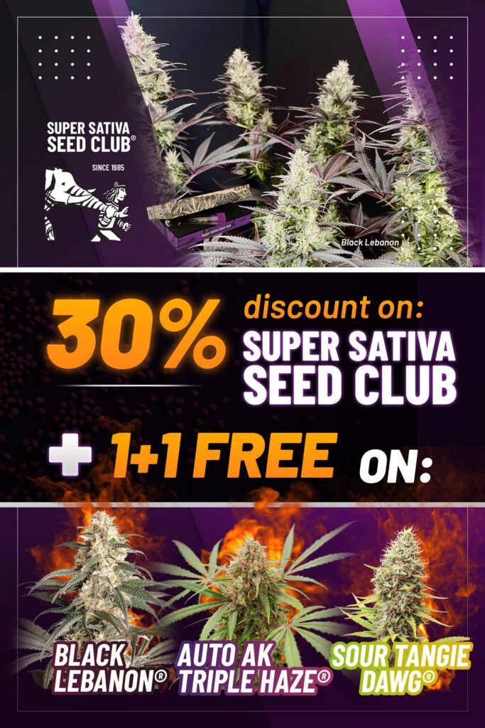 ¡Hasta finales de octubre, encuentra todas las semillas de la colección Super Sativa Seed Club con hasta un 30% de descuento en el sitio web de Dutch Passion! Y por cada semilla de Black Lebanon, Auto AK Triple Haze o Sour Tangie Dawg que compres, recibirás una gratis 🥳