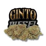 Ginto Diesel CBD flor de Kuch