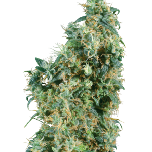 First Lady Regular es 95% indica y 5% sativa, tiene un periodo de floración muy corto y produce generosos rendimientos. First Lady Regular es una variedad compacta cuando se cultiva en interior, pero puede alcanzar hasta 300 cm de altura cuando se cultiva en exterior. Las plantas tienen un aroma y sabor picante a hachís y mucha resina pegajosa. Su subidón es muy Indica - profundo, intenso y relajante.