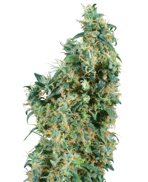 First Lady Regular es 95% indica y 5% sativa, tiene un periodo de floración muy corto y produce generosos rendimientos. First Lady Regular es una variedad compacta cuando se cultiva en interior, pero puede alcanzar hasta 300 cm de altura cuando se cultiva en exterior. Las plantas tienen un aroma y sabor picante a hachís y mucha resina pegajosa. Su subidón es muy Indica - profundo, intenso y relajante.