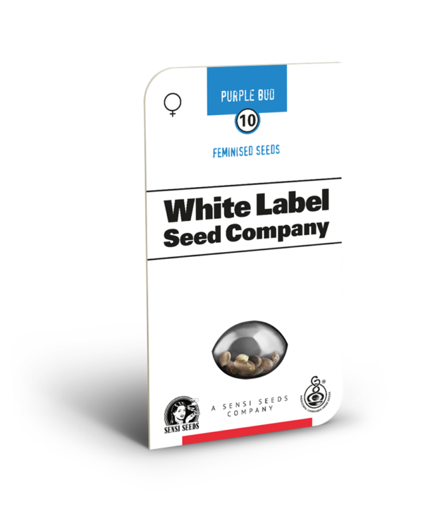 Semillas de Purple Bud de White Label